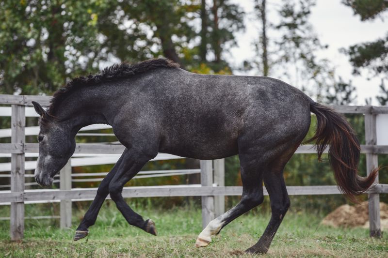 Equine Fence Repair